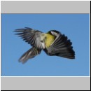 Parus major - Kohlmeise 14.jpg